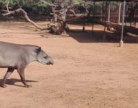 Hambre en Venezuela: robaron animales de zoológicos para comérselos