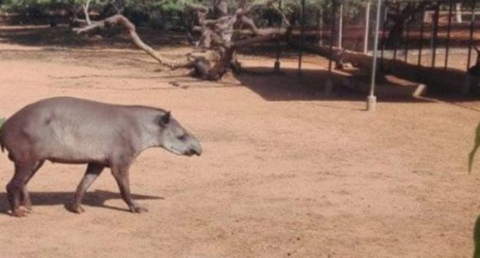 Hambre en Venezuela: robaron animales de zoológicos para comérselos