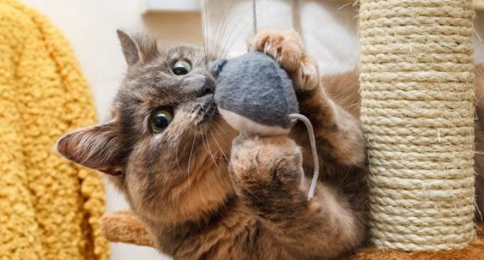 Día Internacional del Gato