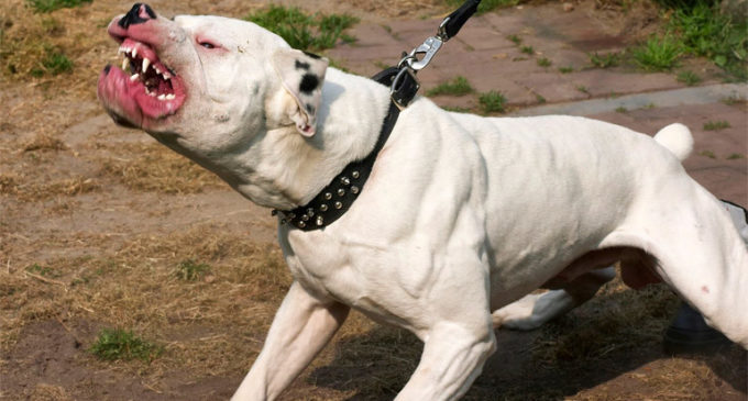 Joven atacado por perros se encuentra en estado delicado