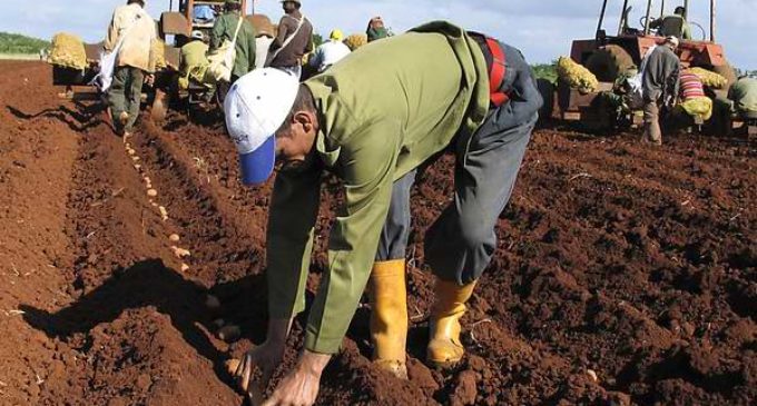 Ministerio de Agricultura lleva un mes sin entregar semillas a productores