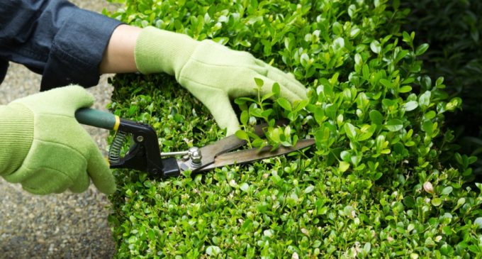Ofertarán 100 vacancias para trabajos de jardinería en el barrio San Francisco