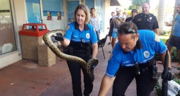 La fauna de Miami Beach no se limita a humanos extravagantes: también hay pitones