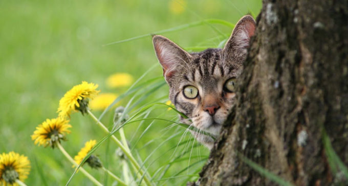Miaustura: un polémico festival peruano donde comen carne de gato