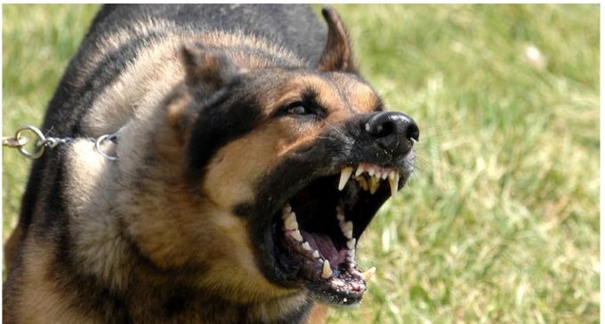 Murió joven que fue atacado por perros