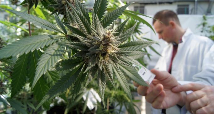 Senado aprobó proyecto para crear programa de investigación del cannabis