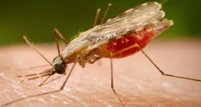 Alertan sobre casos de zika, dengue y chikunguña