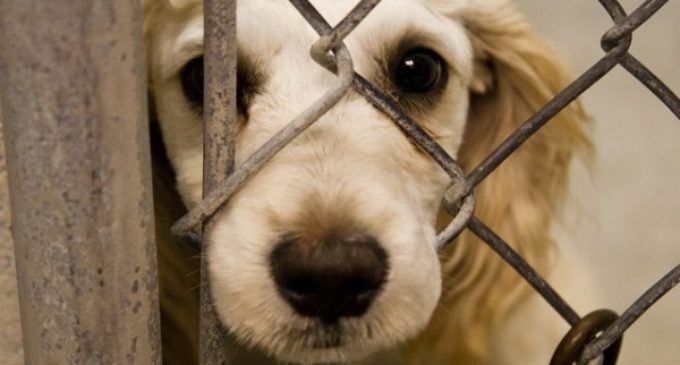 Ejecutivo promulga ley que establece penas carcelarias por maltrato animal