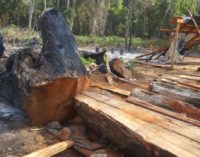Imputan y piden prisión de 16 personas por deforestación