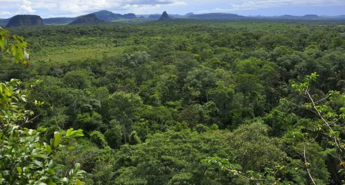 Preocupación por posible modificación de Ley Forestal