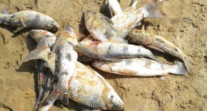 Mueren peces en el río Tebicuarymi