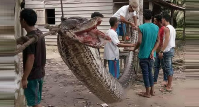 Pierde un brazo tras un combate a cuerpo con una serpiente gigante