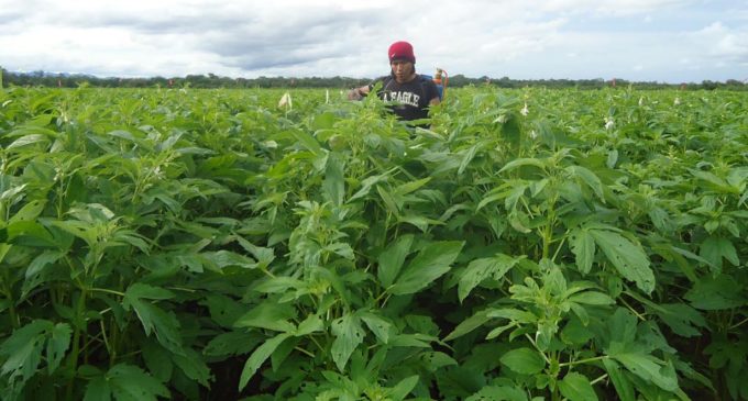 Afirman que lluvias de los últimos días preparan para enfrentar al fenómeno La Niña en el campo