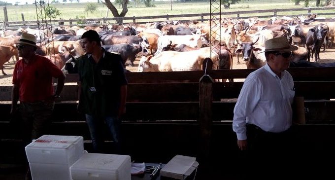 ARP garantiza que brote de brucelosis no afectará a ganado