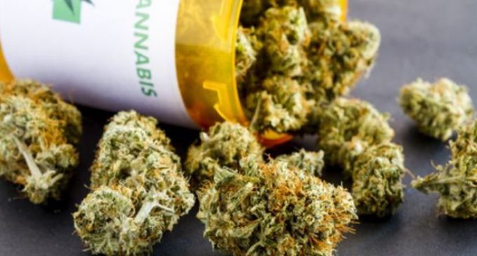 Marihuana clandestina no es es igual al cannabis medicinal, según doctor
