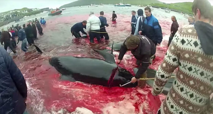 Matan ballenas y delfines “por tradición”