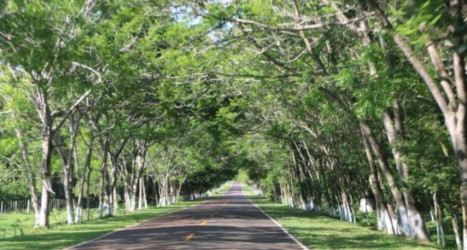 Suspenden Festival del Túnel Verde en Santa Elena
