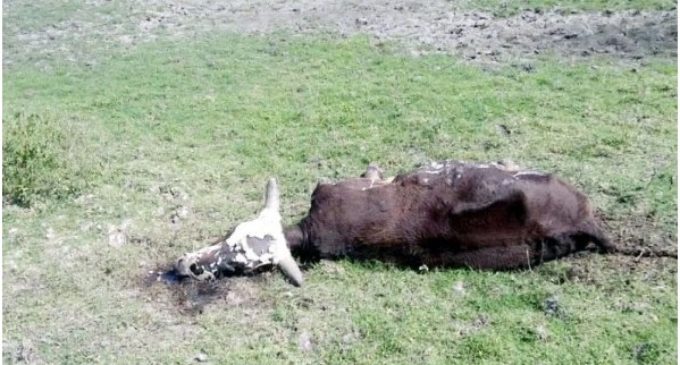 Registran mortandad de ganado por causa de sequías en el Chaco