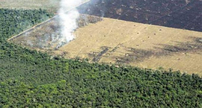 Sequía en Boquerón: “El Chaco está siendo deforestado, esa es la causa”