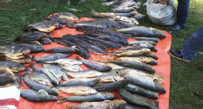 Pescados requisados se donarán a hogares de beneficencia