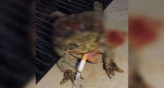 Con antecedentes por vandalismo, denuncian