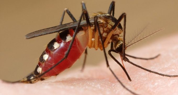 Conocé los síntomas y estate alerta ante el peligro de la Chikungunya