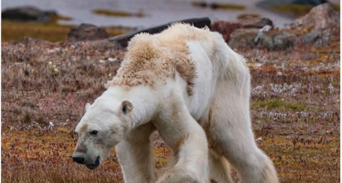 La desgarradora imagen de un oso polar muriendo de hambre en el Ártico