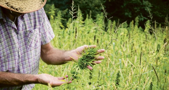 Inician investigaciones para permitir la utilización y plantación del cannabis medicinal