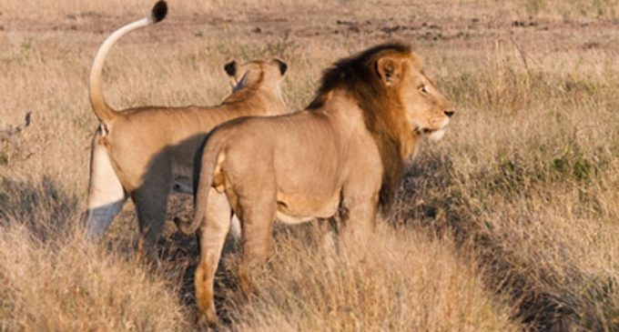 Leones matan a cazador ilegal en Sudáfrica