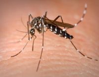 Confirman segundo caso de muerte por dengue