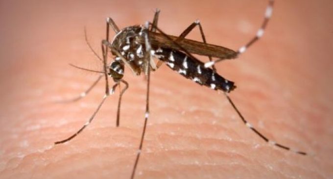 Confirman segundo caso de muerte por dengue