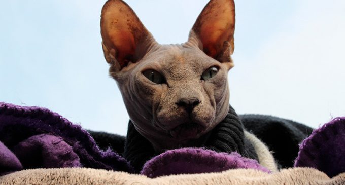 The Dark Lord revoluciona las redes