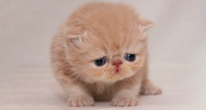 ¿Chau a Grumpy Cat?