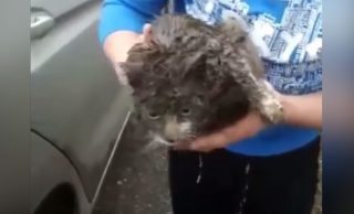 VIDEO: Una gata viaja más de 100 kilómetros debajo de un auto