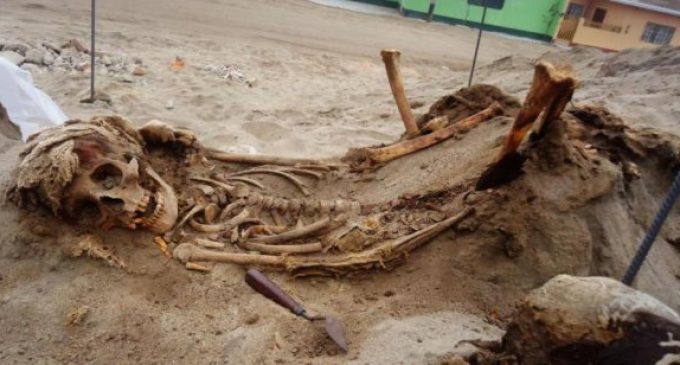Espeluznante hallazgo en Perú: esqueletos de 140 niños desvelarían el mayor sacrificio infantil de la historia
