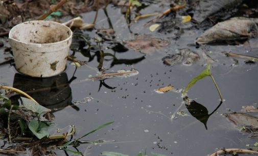 Temperaturas de verano, facilitan la proliferación de mosquitos
