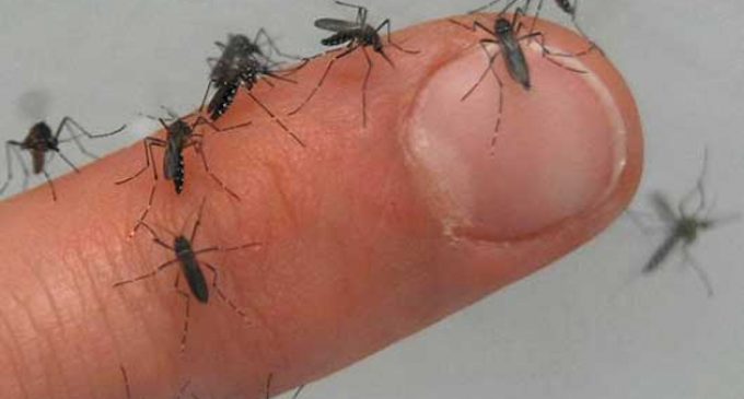 Confirman cinco casos de chikungunya en Pedro Juan