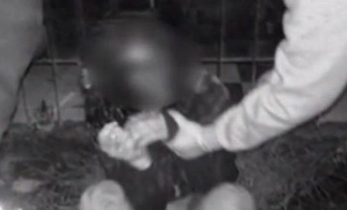 Denuncian brutal golpiza y el agresor está prófugo