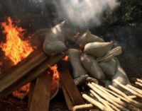 Incautan y queman más de 200 toneladas de marihuana en Amambay