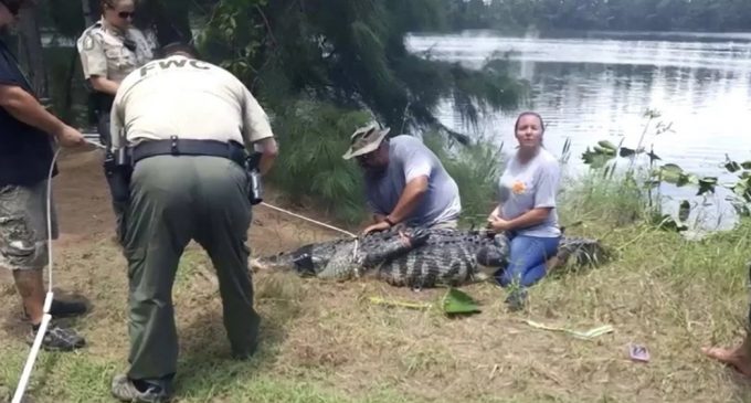 Policía encontró el brazo de una mujer desaparecida dentro de un cocodrilo
