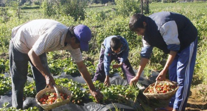 Campesinos piden que se incluya en presupuesto 2019 “Programa Nacional de Producción y Comercialización Hortícola”