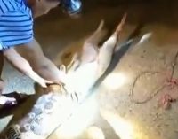 Una pitón fue atrapada tragando a un perro y la forzaron a vomitarlo