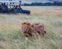Cazadores de rinocerontes fueron devorados por leones