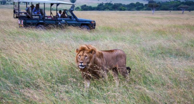 Cazadores de rinocerontes fueron devorados por leones