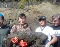 Hallan un pequeño caballo congelado hace 40.000 años