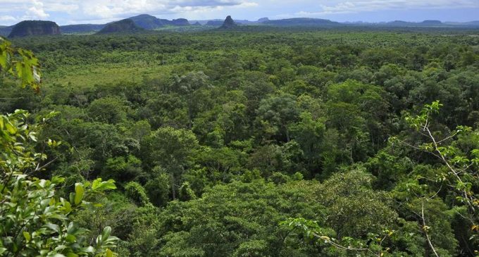 Gobierno deroga decreto que daba vía libre a deforestación
