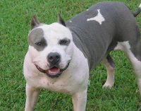 Fiscalía califica de homicidio culposo muerte de bebé por ataque de pitbull