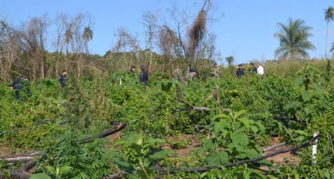 Se topan con hectáreas de marihuana en San Pedro