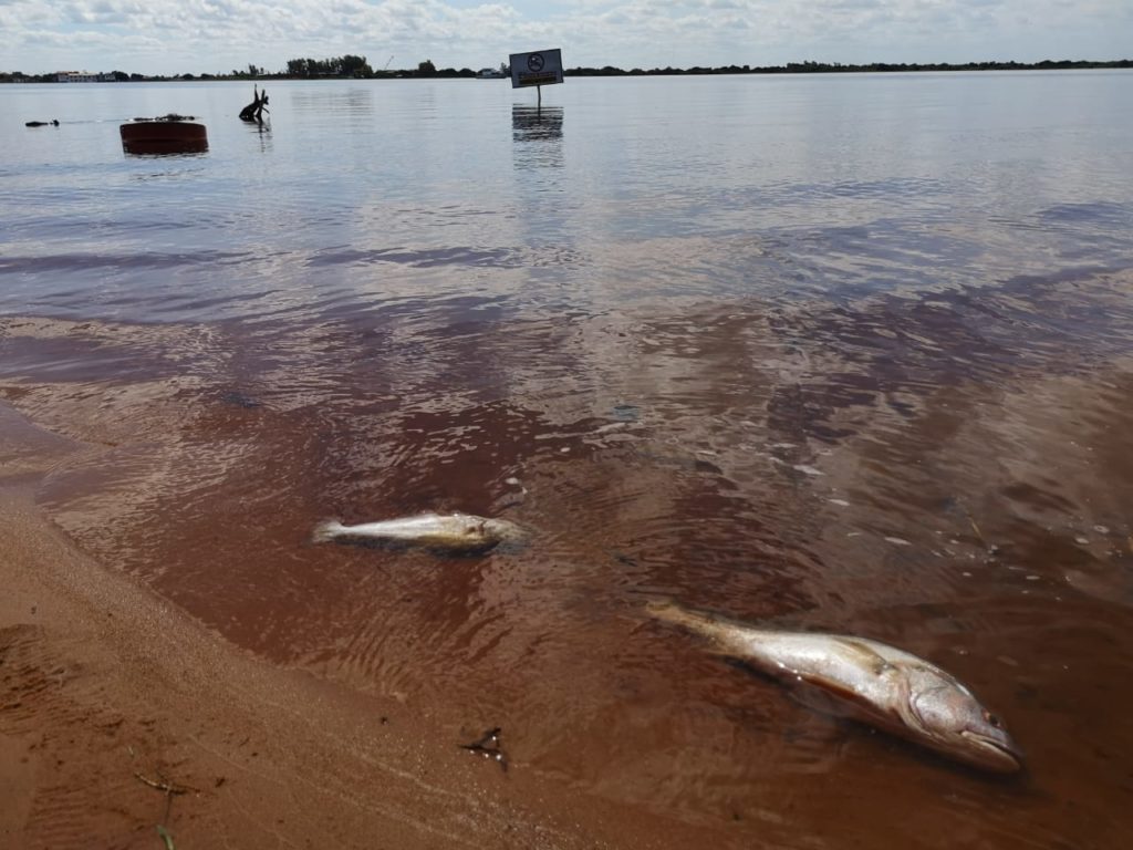 Mortandad De Peces Todo Apunta A Falta De Ox Geno La Uni N