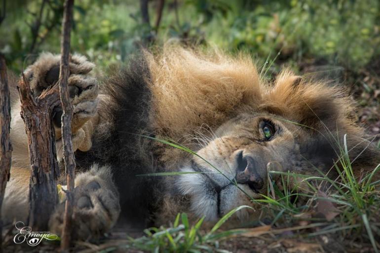 Brujos matan cruelmente a dos leones que habían escapado de los maltratos  en un circo - La Unión